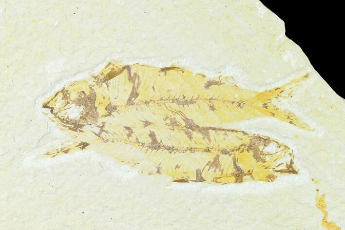 Pair of Fossil Fish (Knightia) - Wyoming #148541